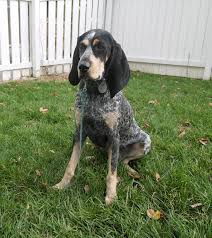 Big Blue Gascon Hound