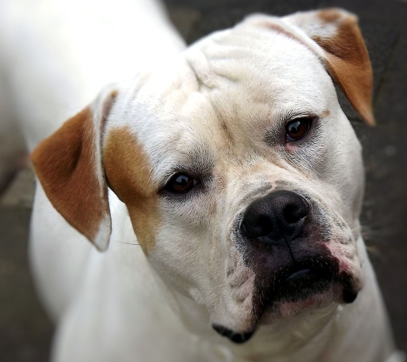 Buldog Amerykański