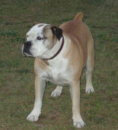 Brazylijski buldog