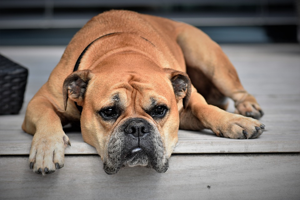 Buldog Kontynentalny