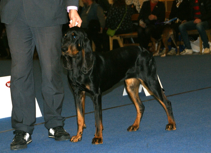 Coonhound czarny podpalany