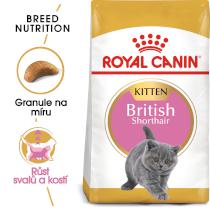 Royal Canon Cat British Shorthair Kitten - 2kg