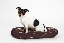 Samohyl Exclusive Pelech Paw brązowo-beżowy - 60cm